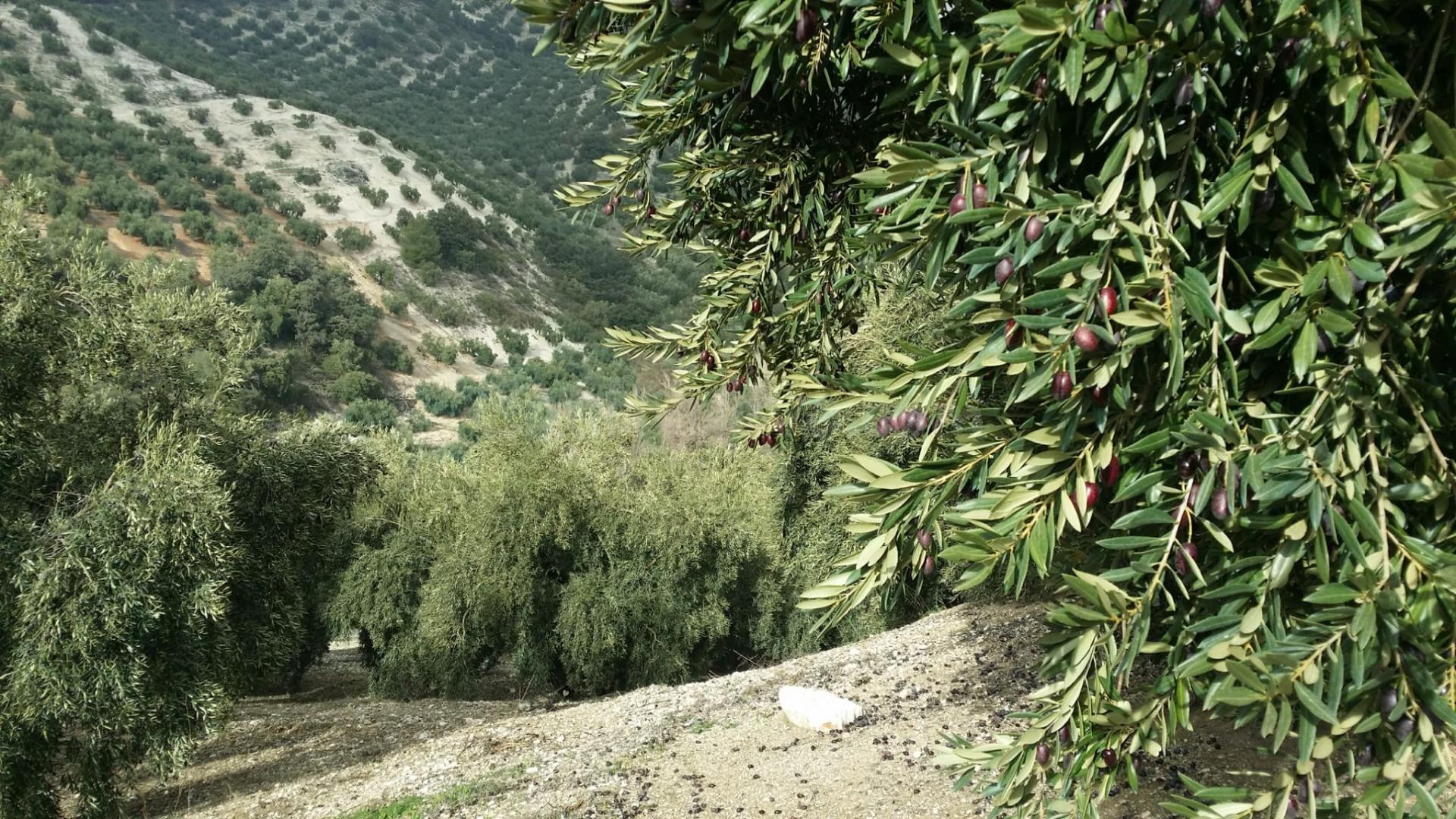Terreno Rural en Iznajar: ¡Tu Oportunidad de Inversión con Subvenciones!