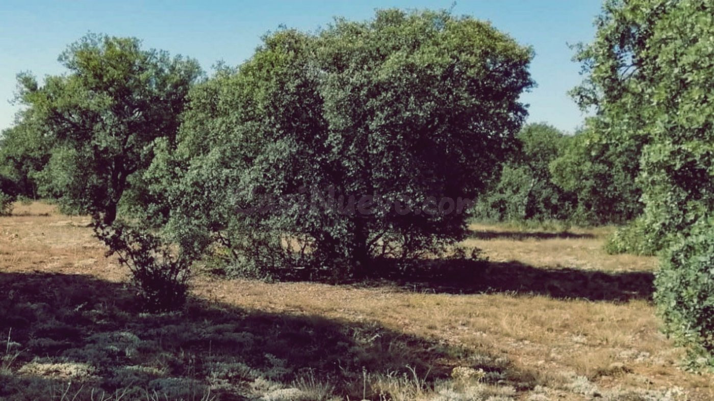 Venta de finca agropecuaria en la provincia de Ciudad Real - foto 5