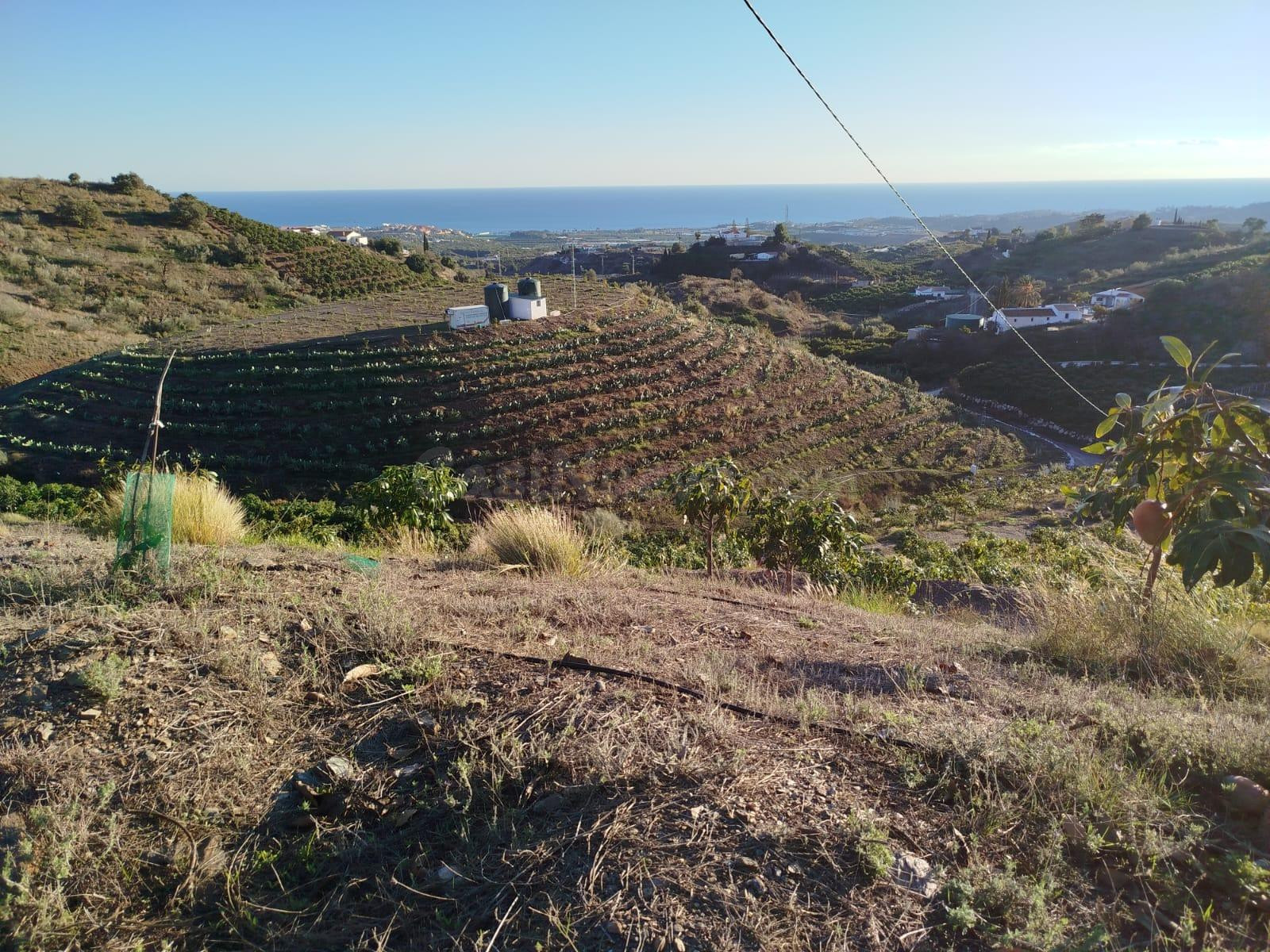 FINCA DE 30.000 MTS SEMBRADA DE MANGO EN PLENO RENDIMIENTO EN ALMAYATE ALTO