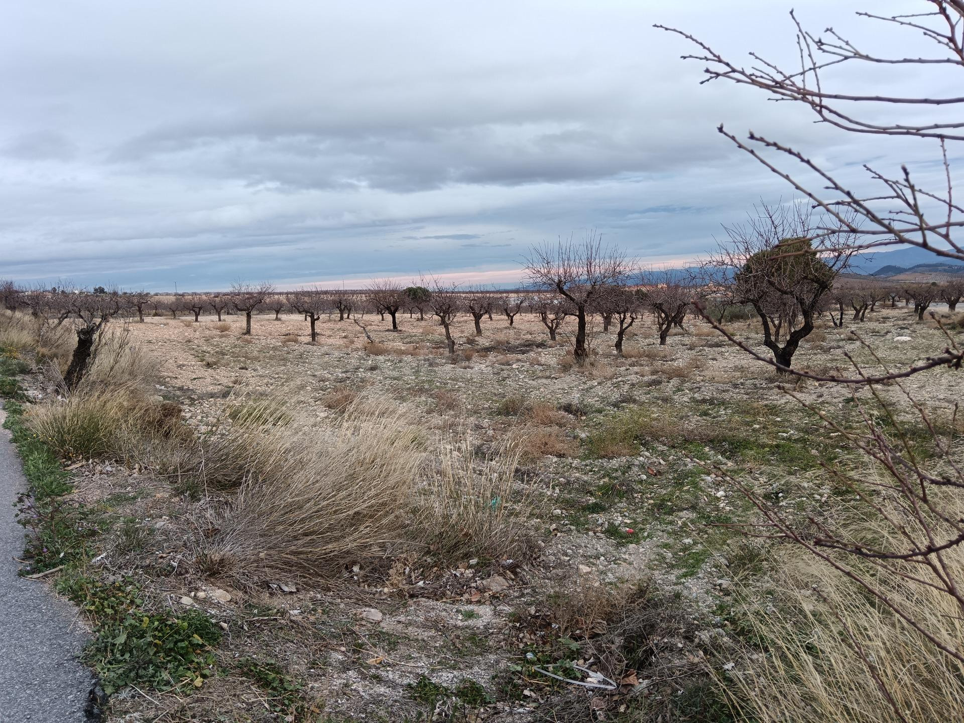 SE VENDE TIERRA CON ALMENDROS EN PRODUCCIÓN!!!