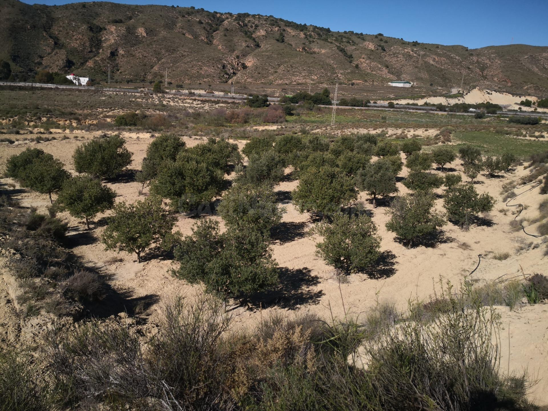 Se vende en Los Gallardos finca rústica en venta junto a la autovía A-92