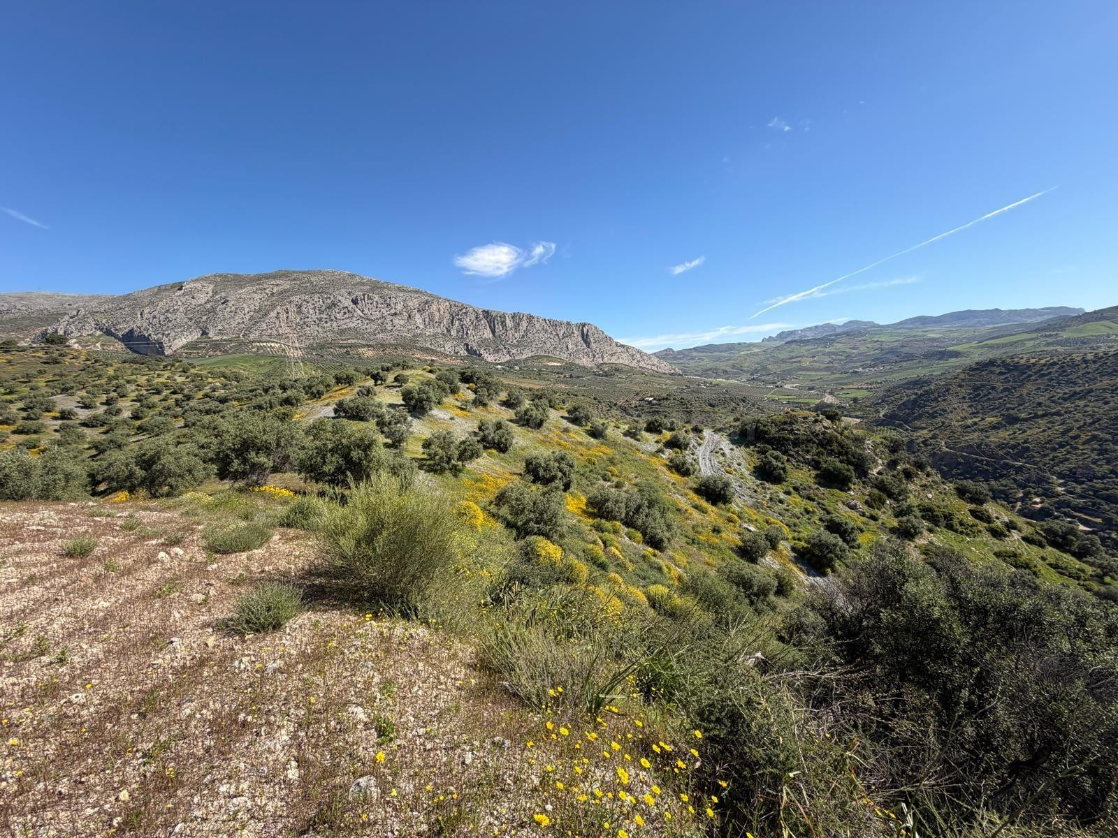 Finca rústica en venta en Álora – 6,22 ha con 1.000 olivos y 62 algarrobos