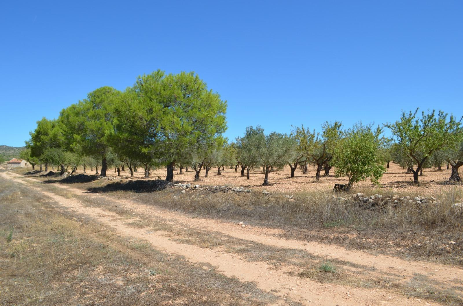 PARCELA RUSTICA DE GRAN SUPERFICIE