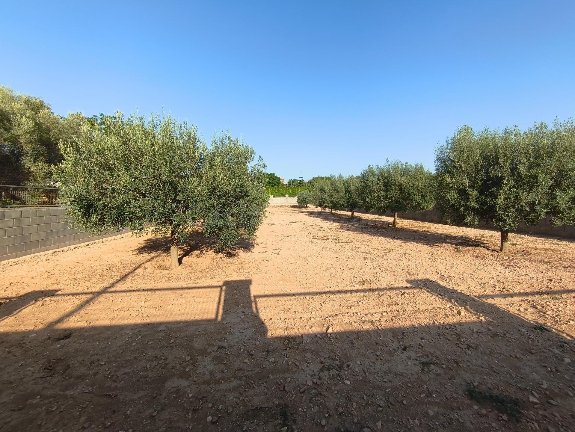 2 parcelas planas de un total de 888m2 en Urb LAlzineta (Montferri)