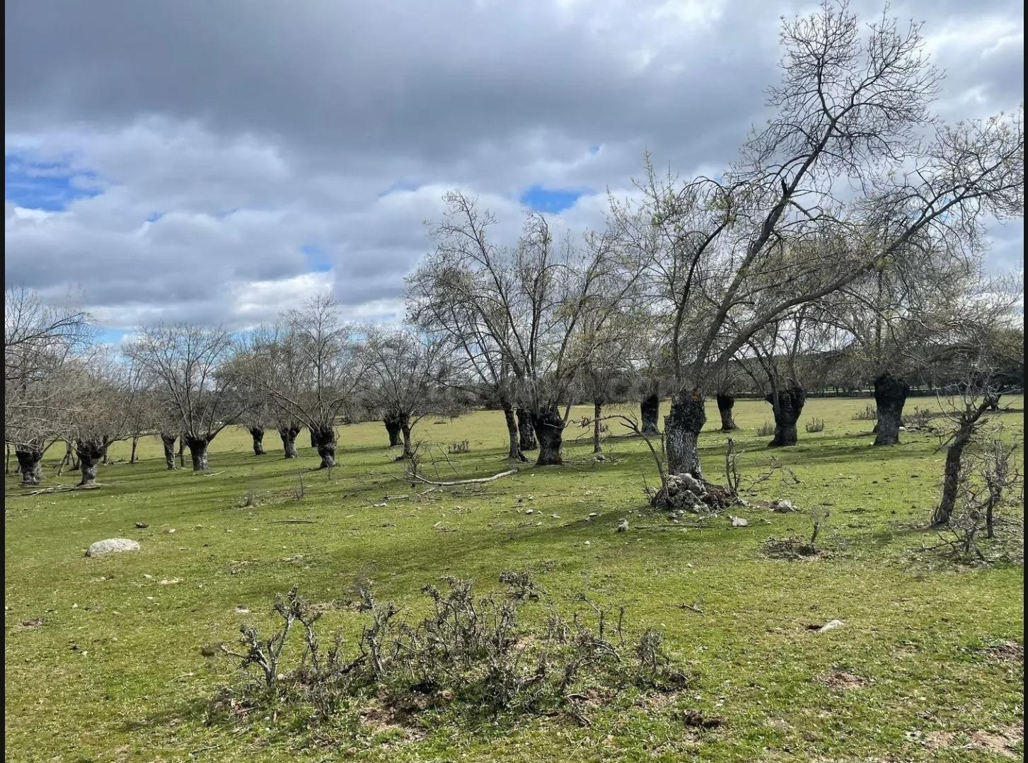Terreno rural en venta - Romacalderas