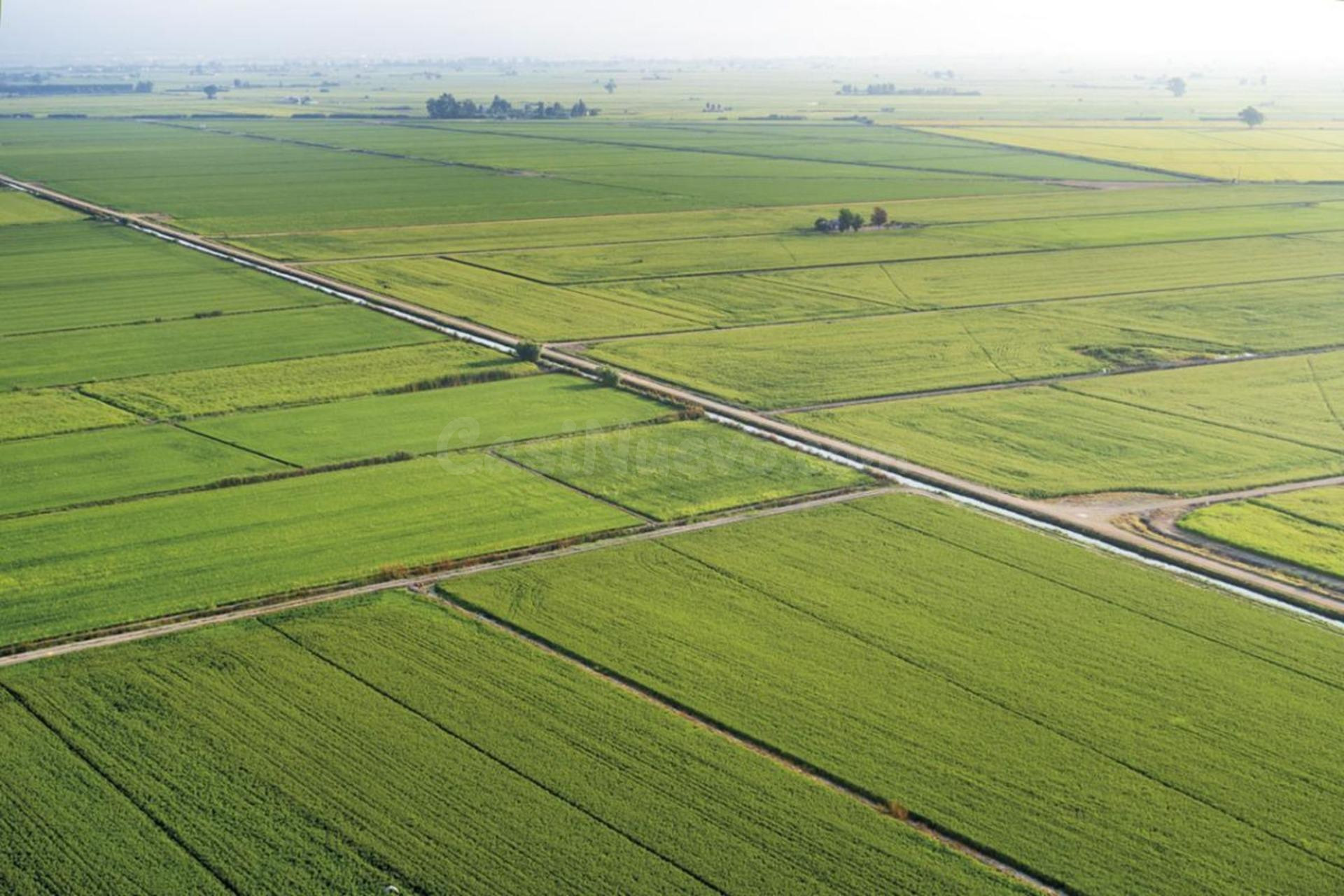 Arrozal en venta en Deltebre – 4,48jr del país