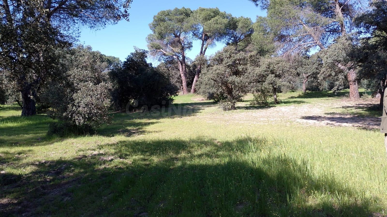 Magnífica parcela para casa unifamiliar en Urb. Encinas (Finca La Escozonera)