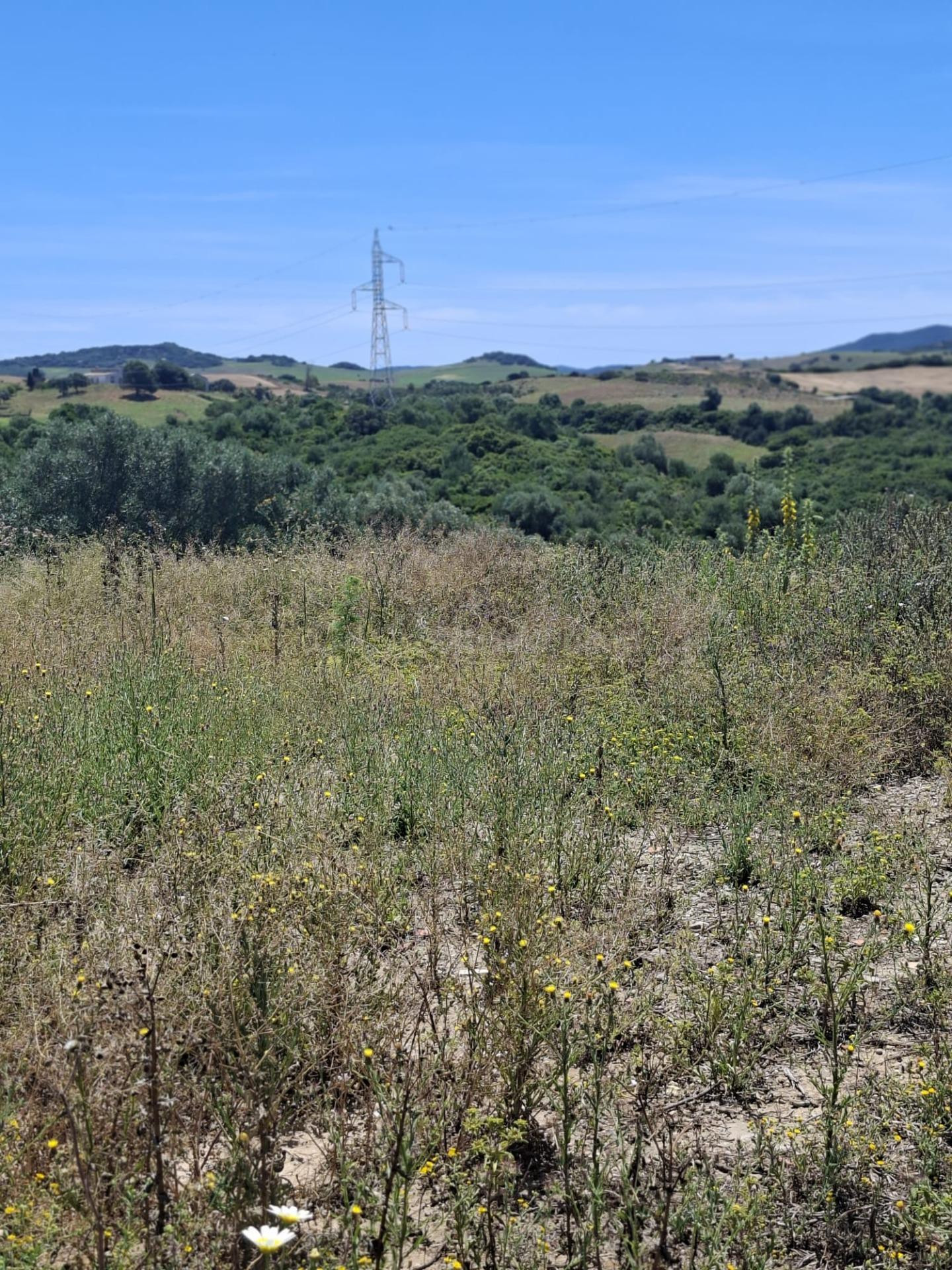 FINCA EN MEDINA SIDONIA