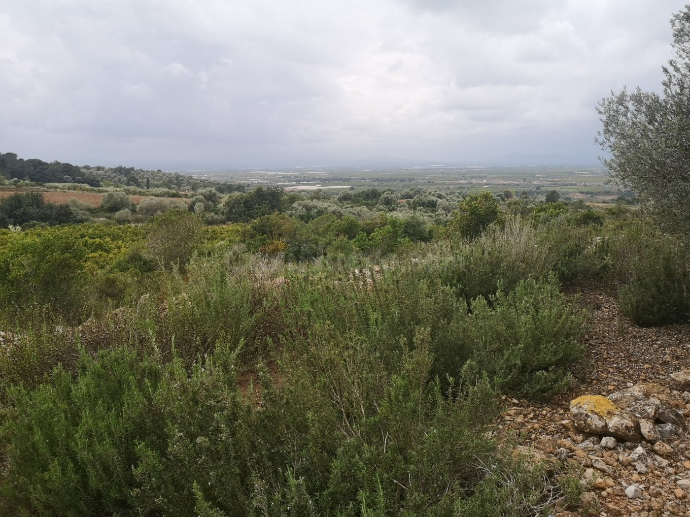 Terreno rural en venta - Ulldecona