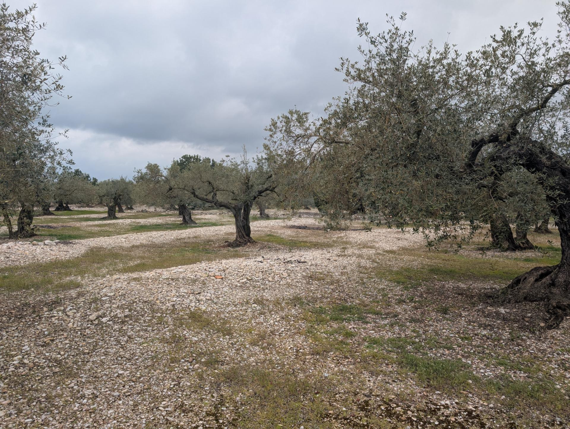 Terreno rural en venta - Traiguera