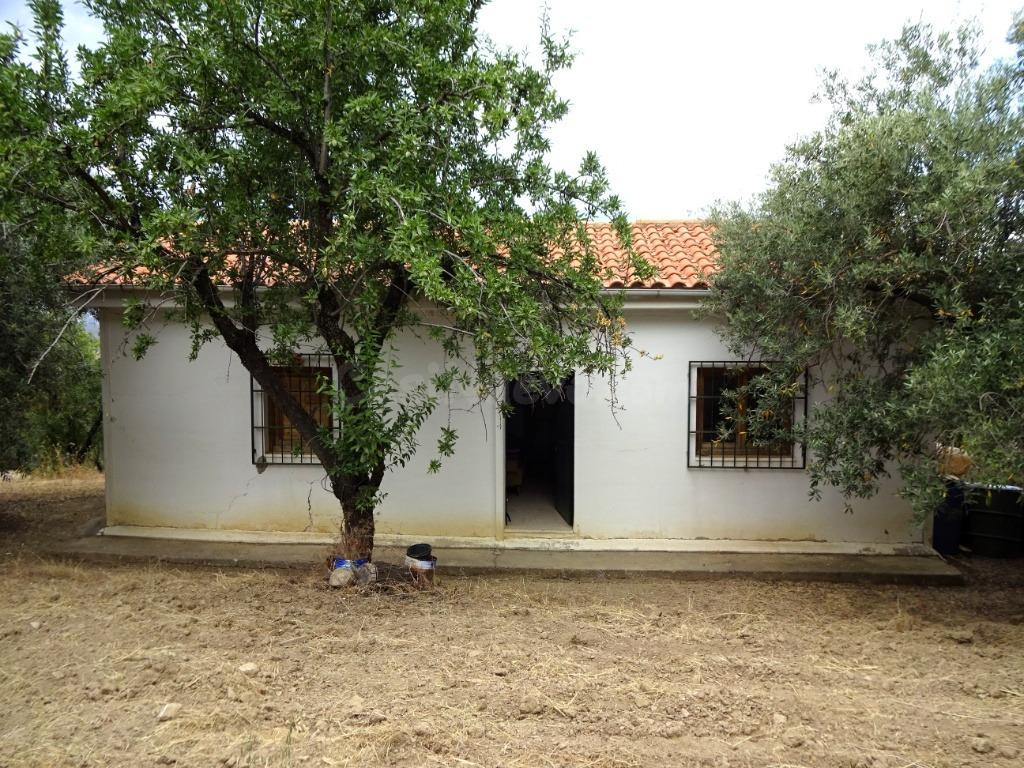 OPORTUNIDAD DE FINCA RUSTICA CON OLIVOS Y ALMENDROS