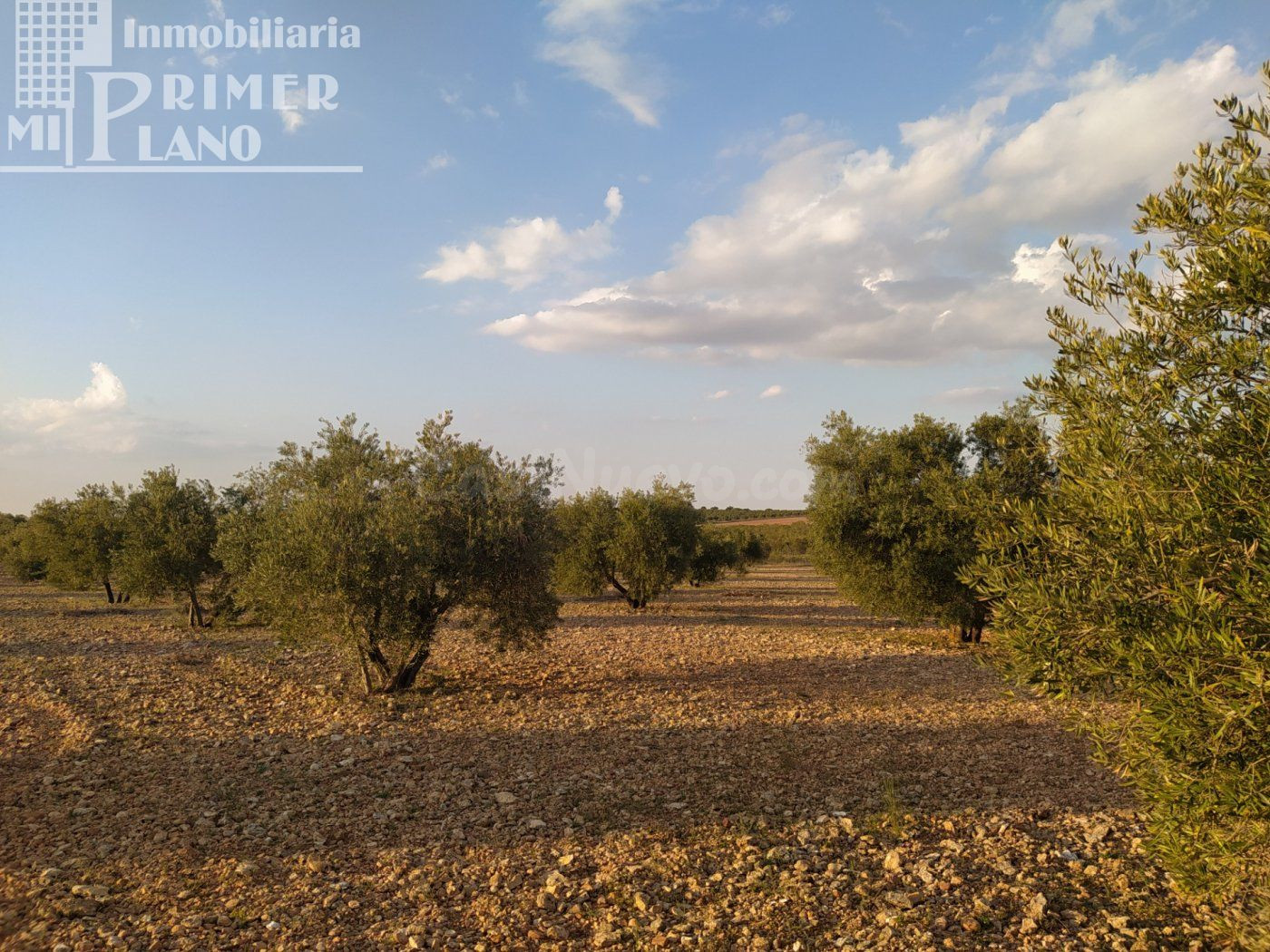 Se vende finca rustica destinada a olivo, la finca cuenta con 36.203 m2 En el paraje La Garza.