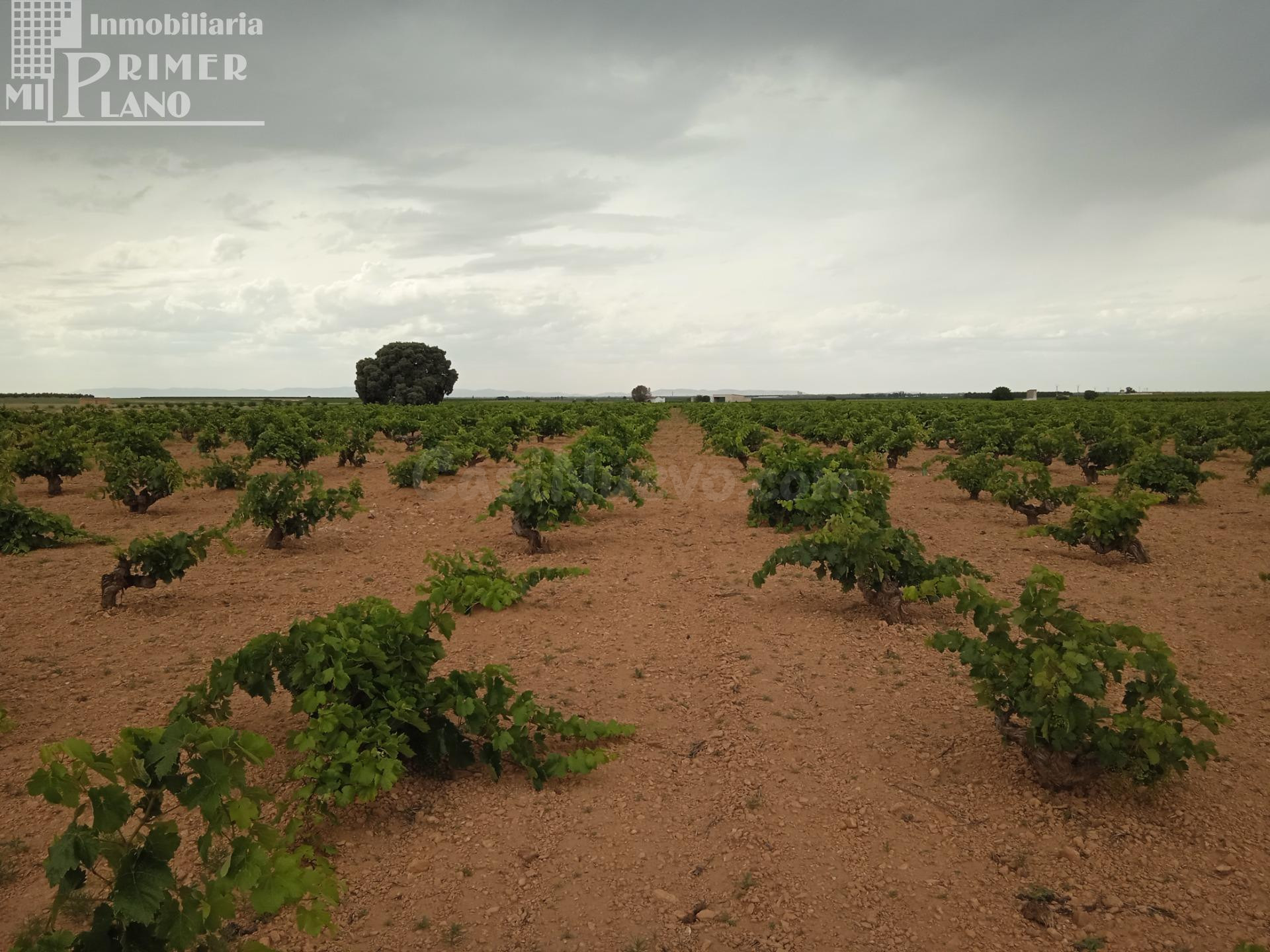 Se venden 1,5 hectareas de viña de secano junto a la carretera de La Solana Argamasilla de Alba