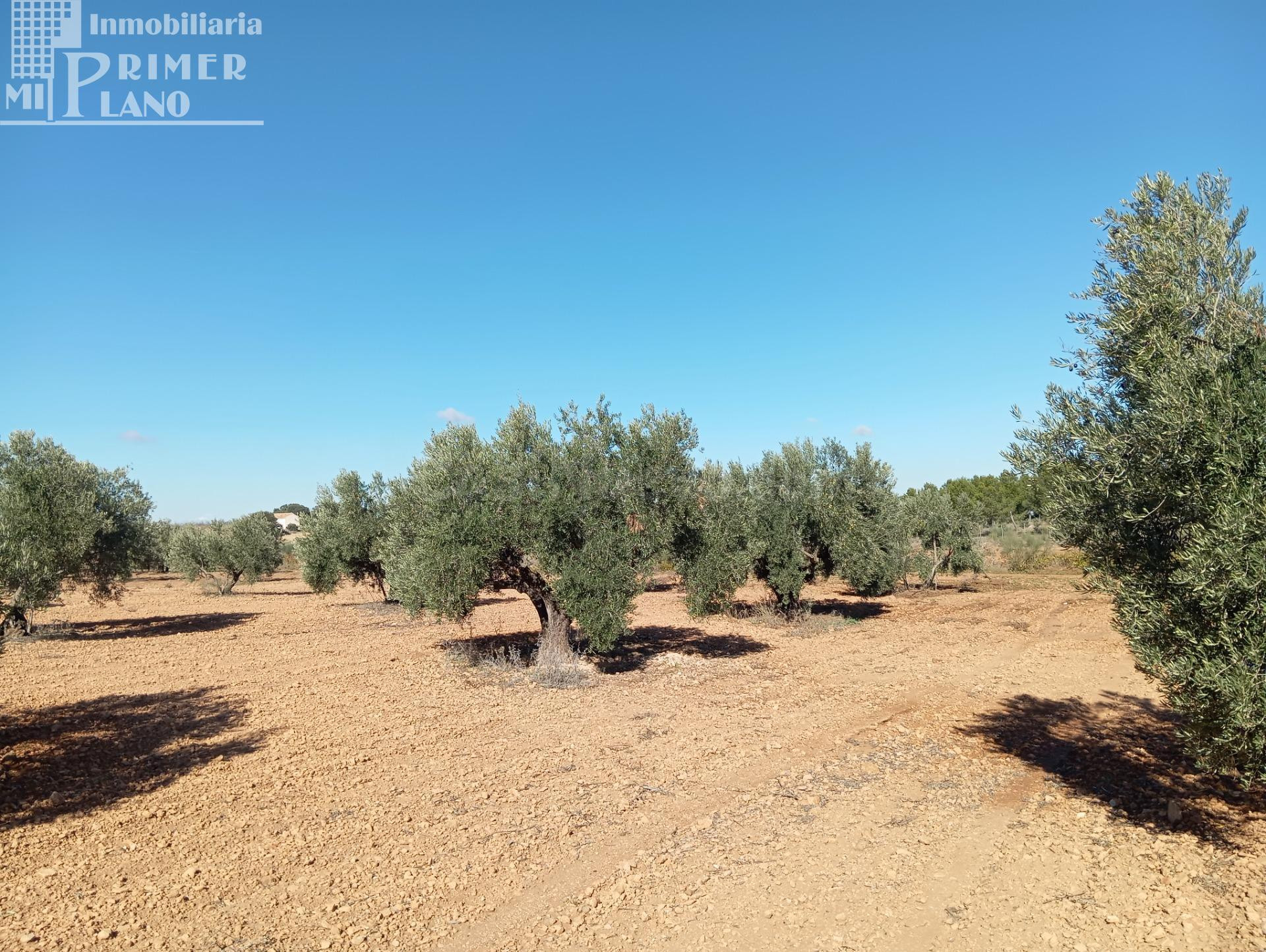 Venta de Finca Rústica de Olivos en Argamasilla de Alba – Excelente Inversión Agrícola
