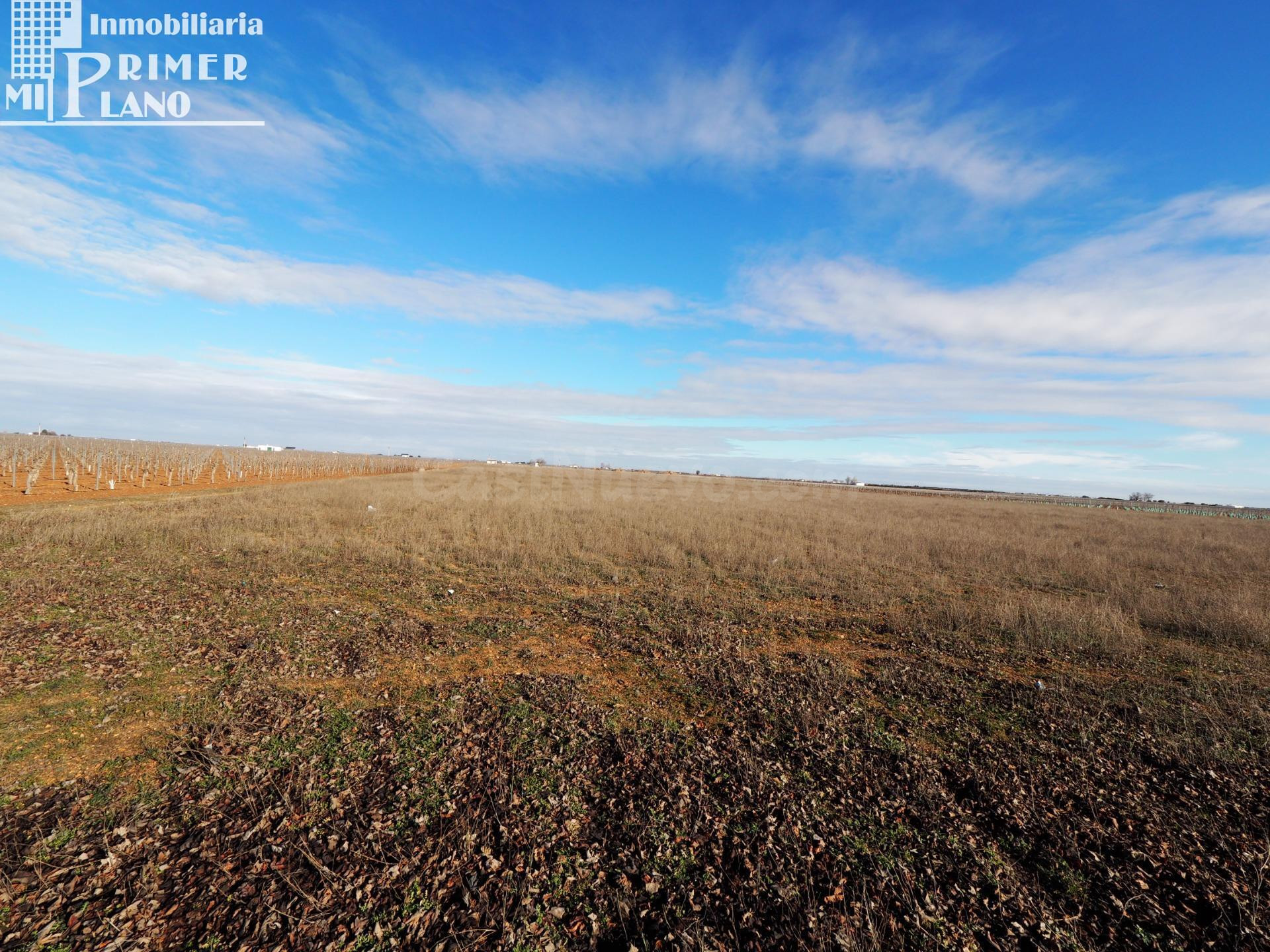 Se venden 10,4 de hectareas de tierra blanca en el termino de Socuellamos CONSORCIO
