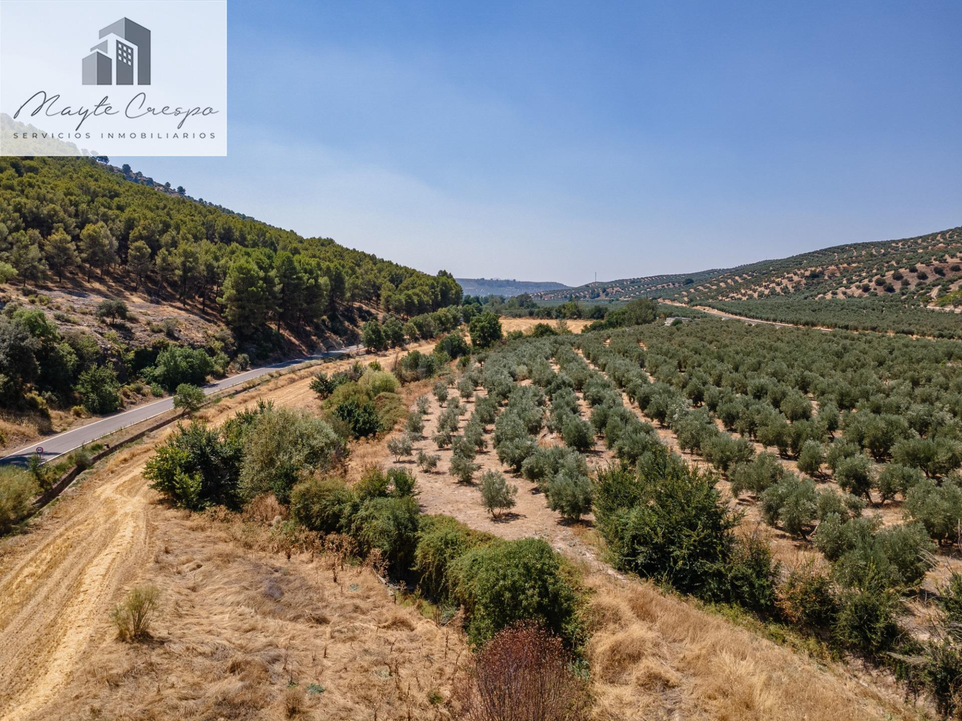 GRAN OPORTUNIDAD !!!! OLIVAR EN VENTA.....