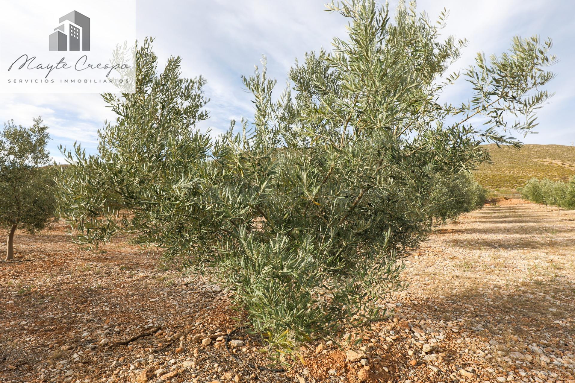 Inmejorable finca de Olivos de primera calidad en Villamena (Cozvijar), más de 3.300 olivos