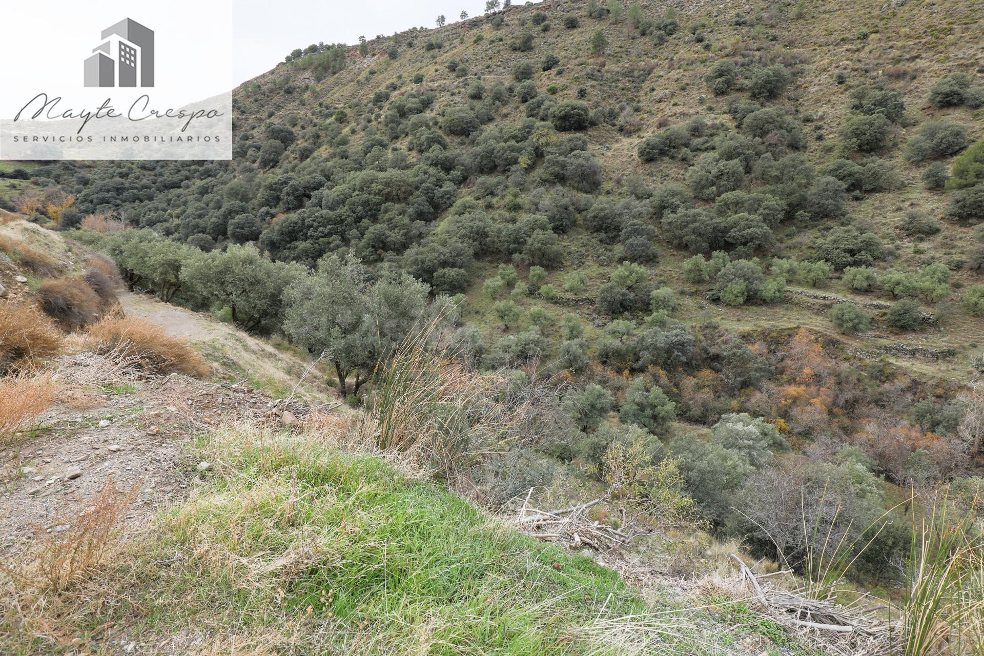 Magnífica finca de olivos en Monachil
