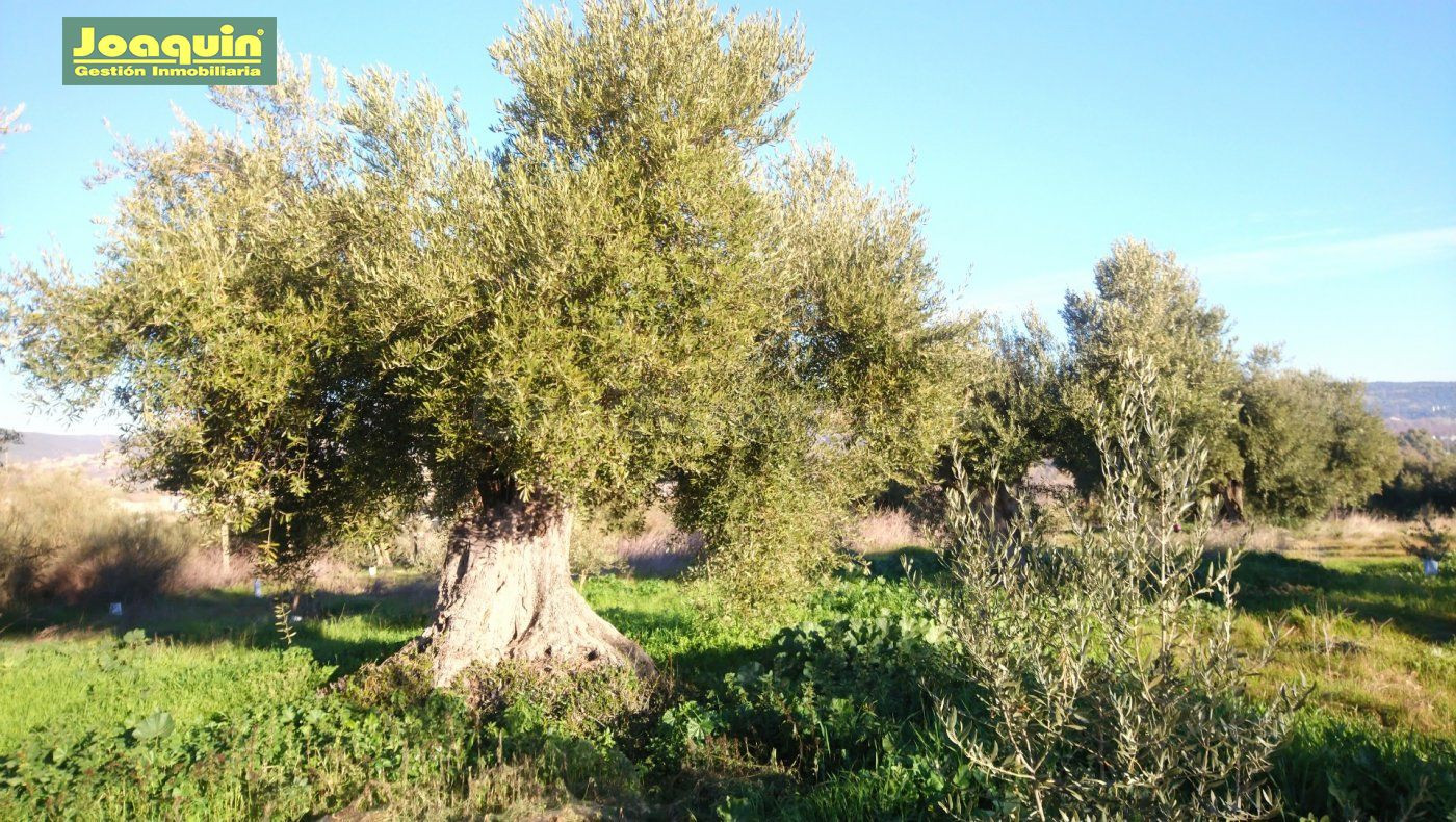 TERRENOS RUSTICOS EN BARRIADA DEL ÁNGEL