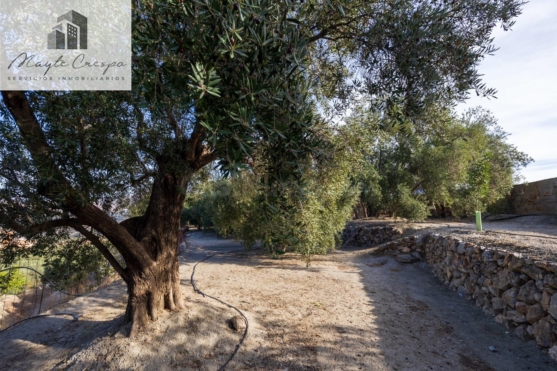 ESTUPENDA FINCA RUSTICA EN PINOS DEL VALLE