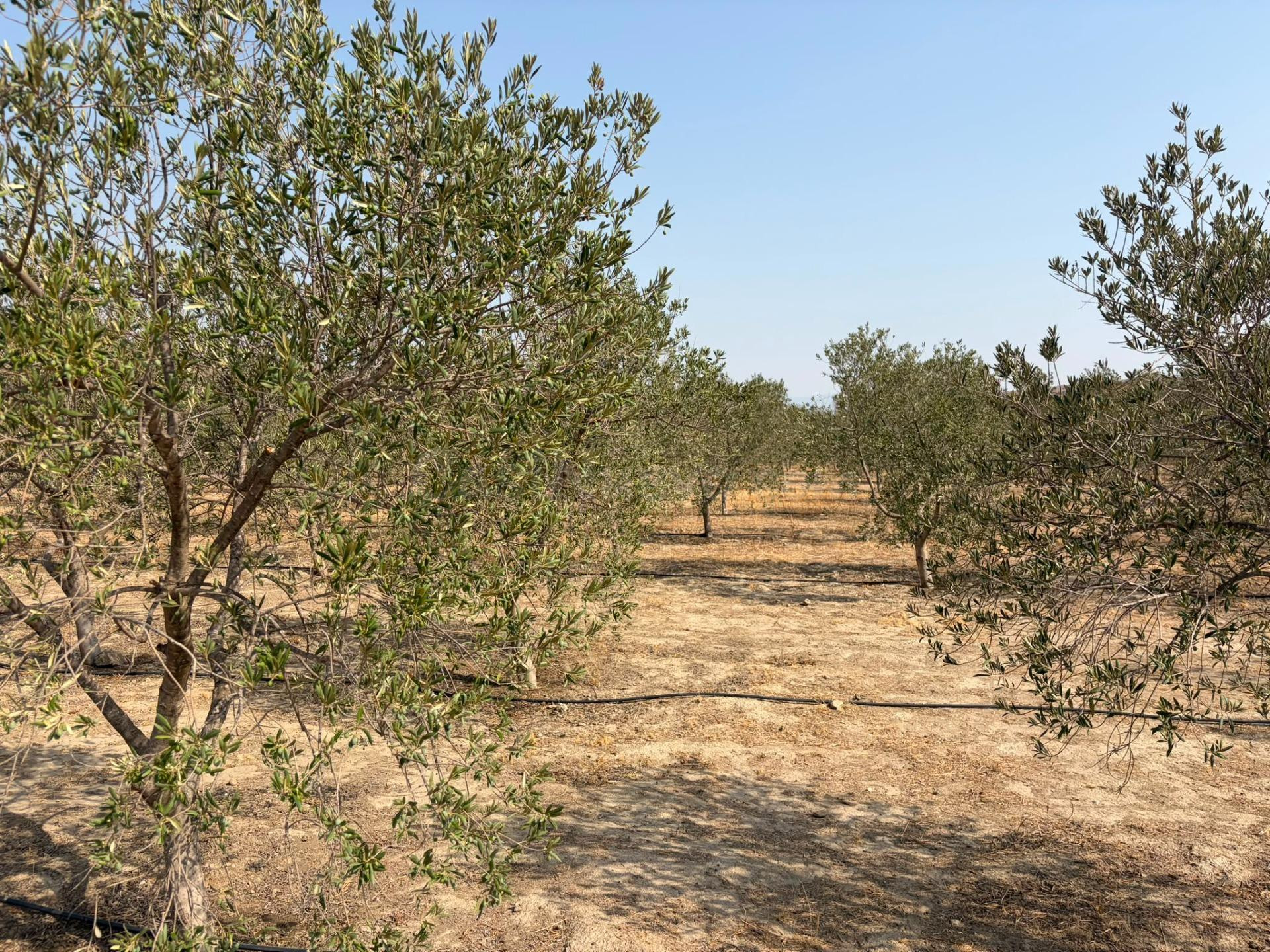 SANTA FE DE MONDÚJAR (ALMERÍA) Finca de regadío en producción con nave, balsa de riego y olivos