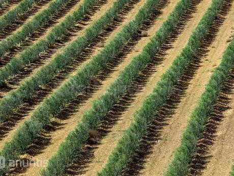 Finca rústica 999999m² en venta - Sevilla