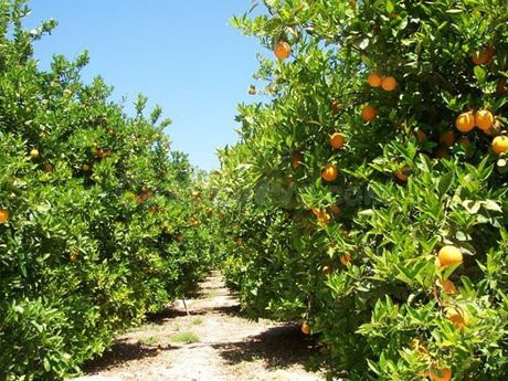 Finca rústica 300m² en venta - Alcala de Guadaira