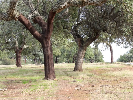 Finca rústica 999999m² en venta - Villafranco
