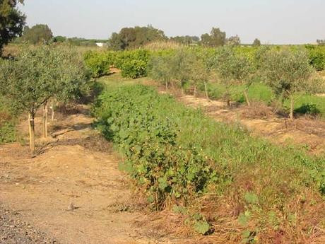 Finca rústica 999999m² en venta - Aracena