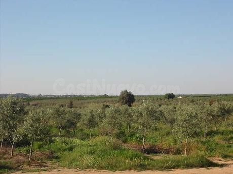 Finca rústica 999999m² en venta - Aracena - foto 2