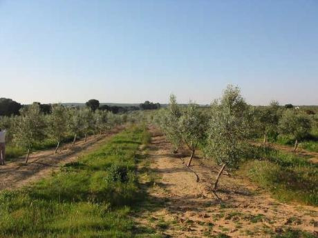 Finca rústica 999999m² en venta - Aracena - foto 3