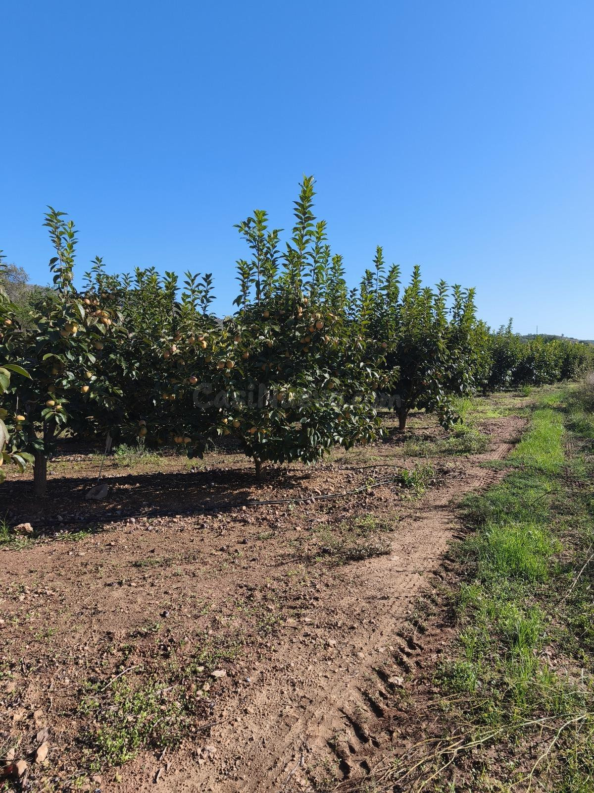 Terreno rural en venta - Comunidad valenciana