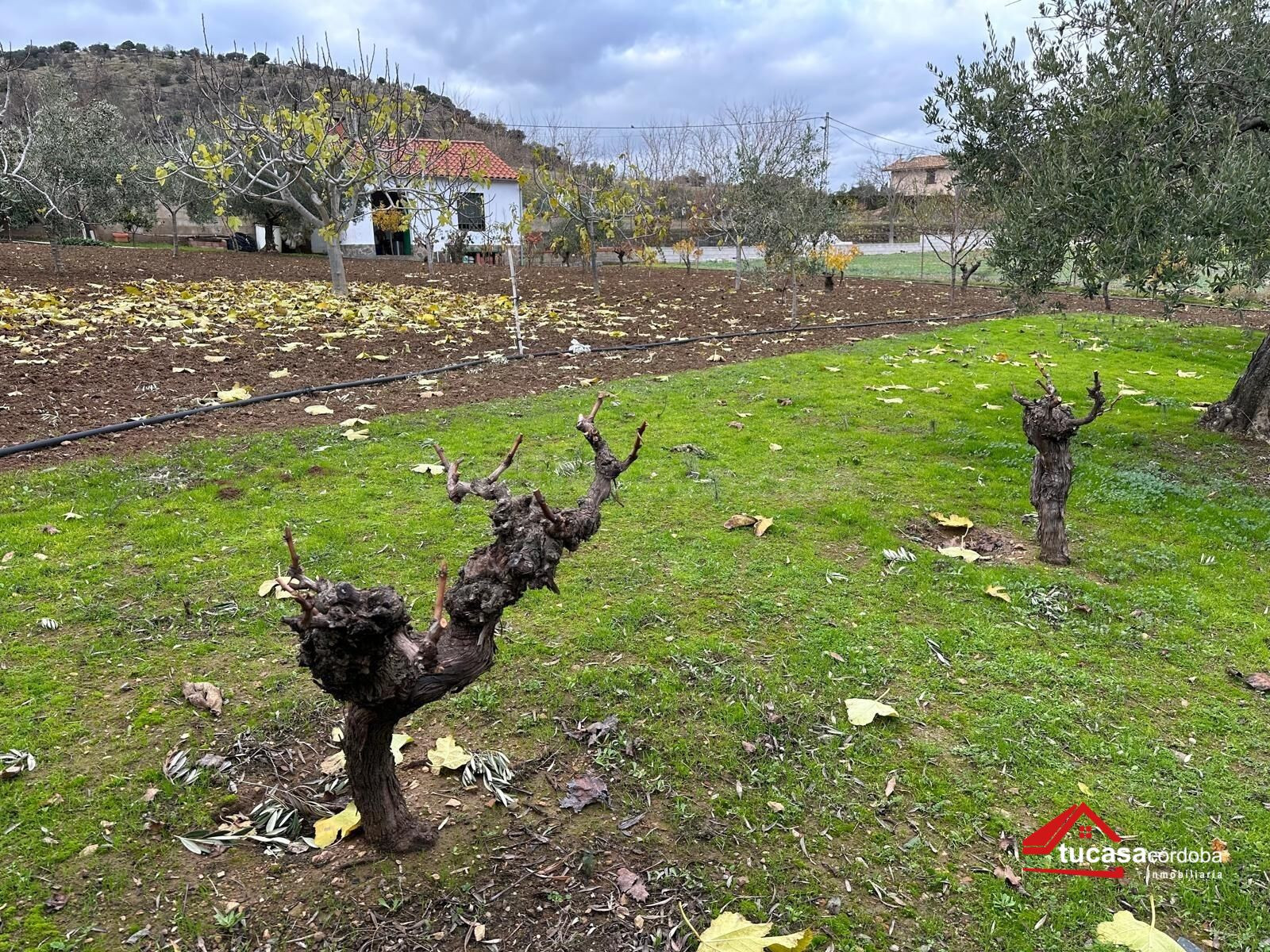 TU RINCÓN DE PAZ EN VILLANUEVA DEL REY TE ESTÁ ESPERANDO - foto 5