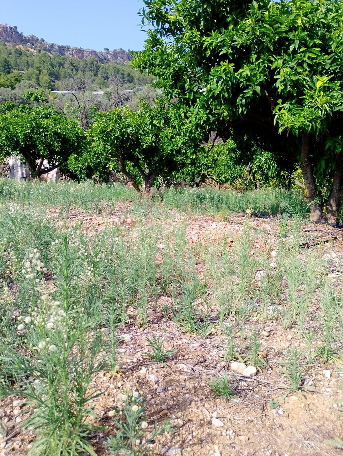 SE VENDE TERRENO EN BOLULLA