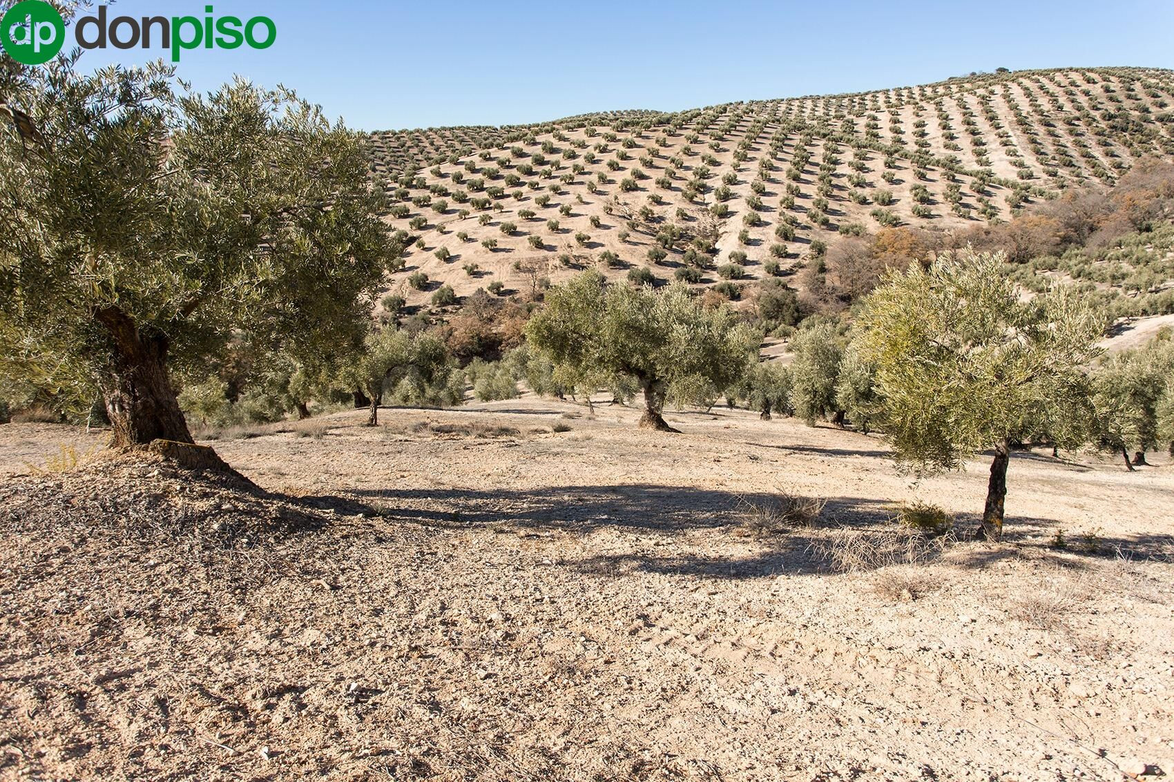 Se vende finca de olivos de 13 Hectáreas en producción
