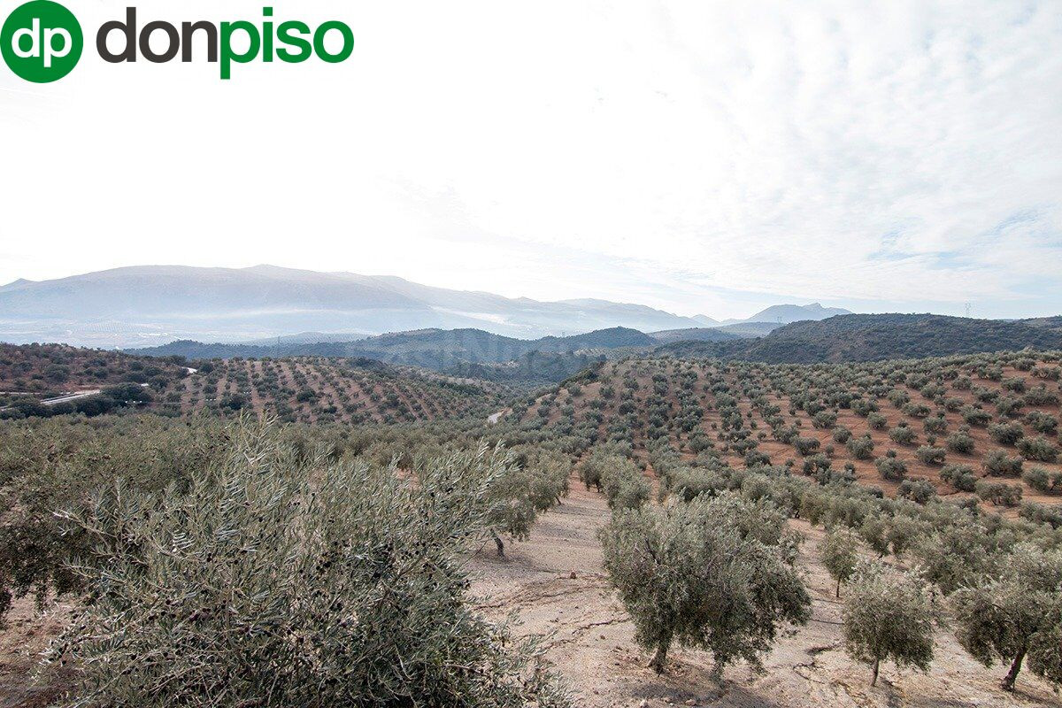 Magnifica finca 46 Hectáreas de la cual plantada de olivos, aproximadamente 43.