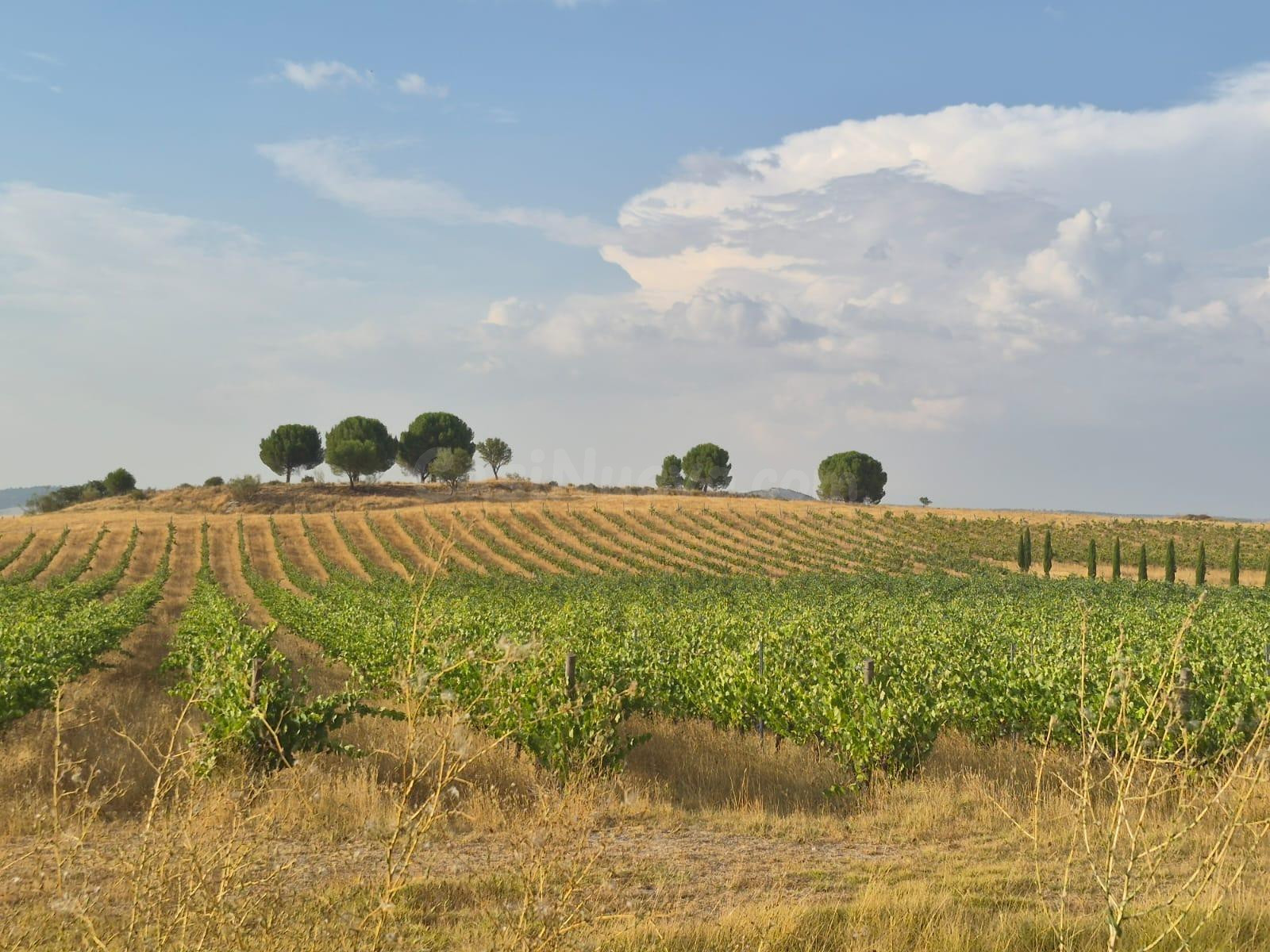 VENTA DE VIÑEDOS EN TUDELA DE DUERO