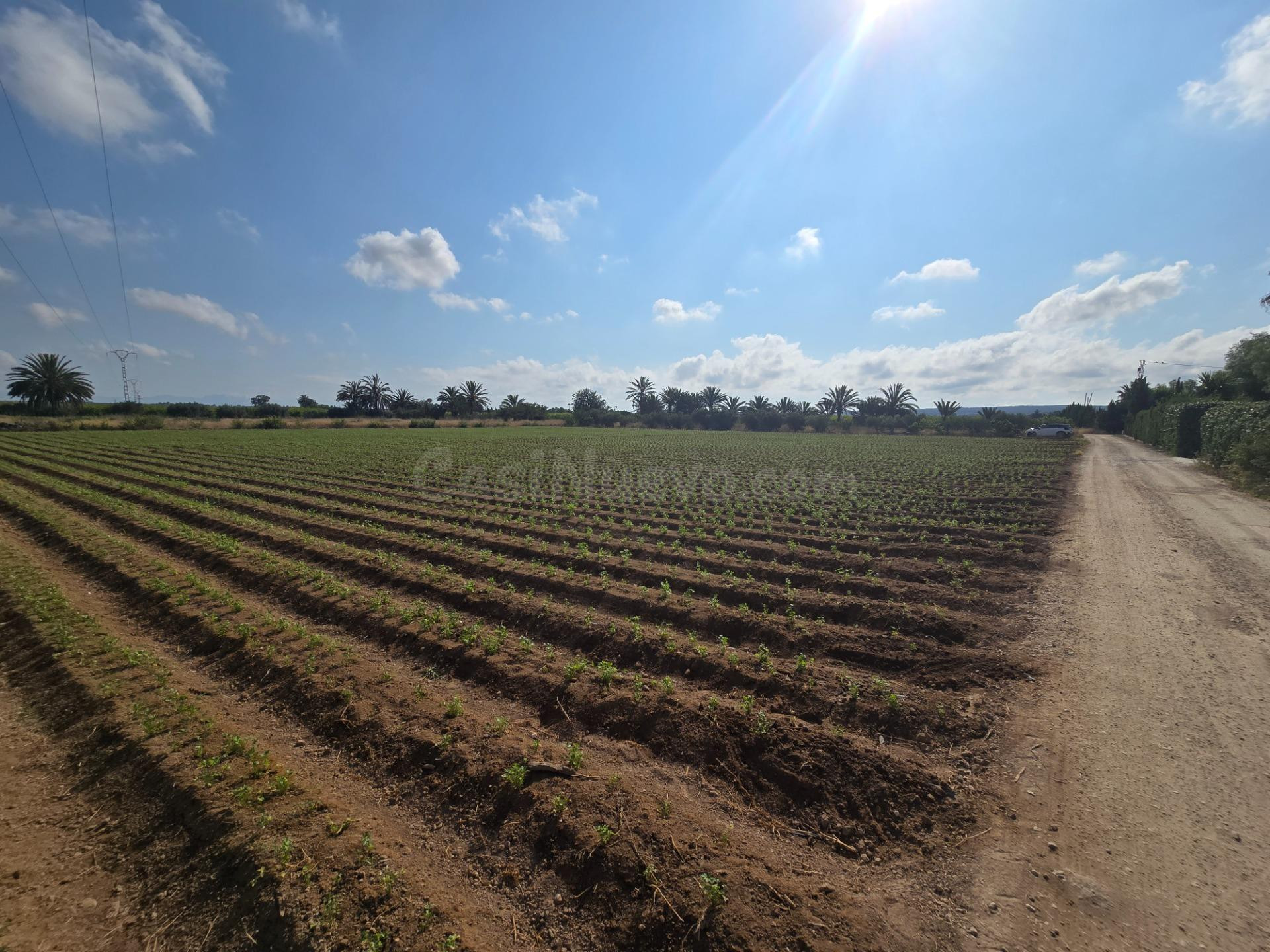 Terreno de 11.000 m2 con servicios y acceso fácil: construye tu futuro en Valverde (Elche