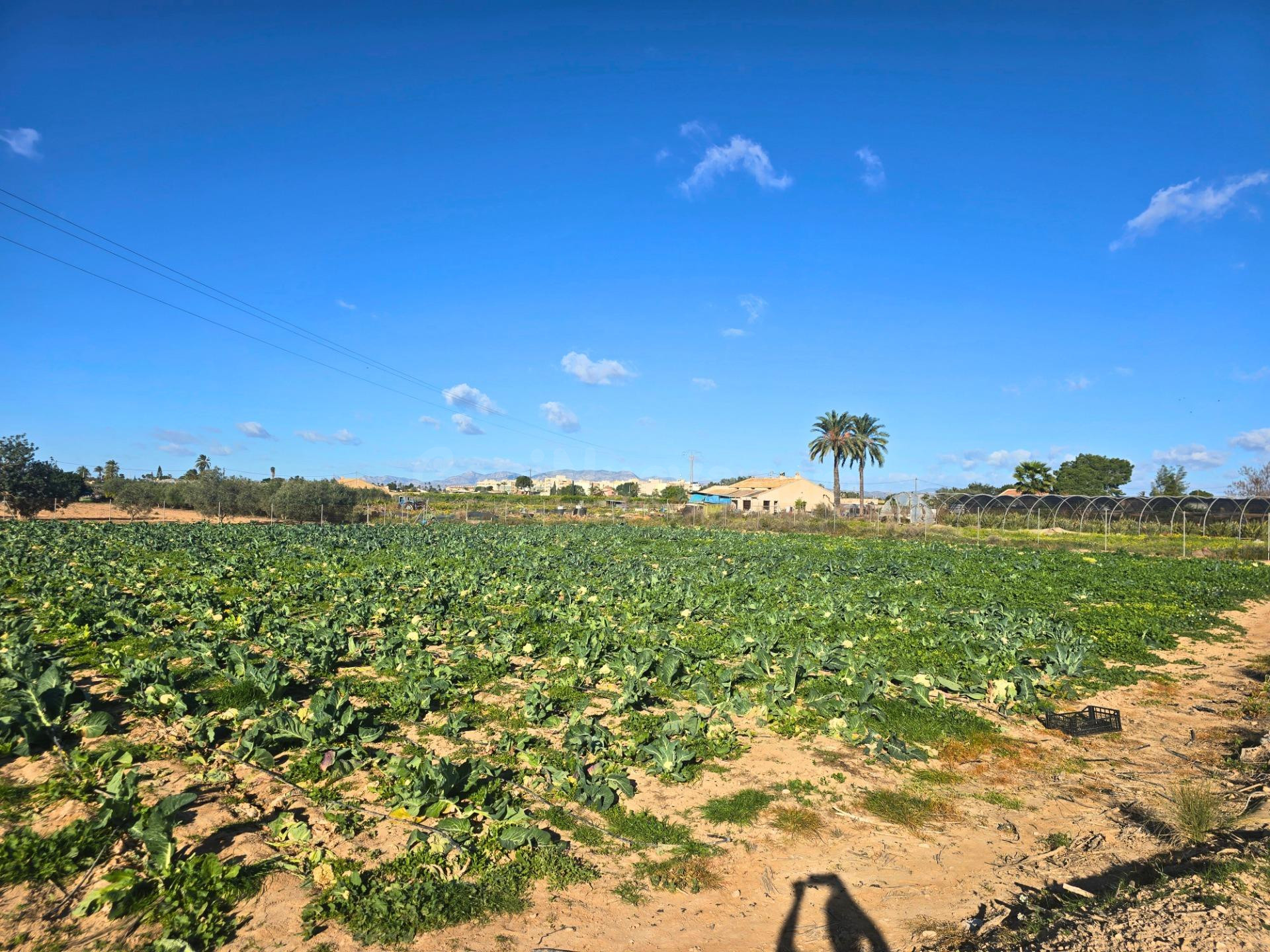 Vive el campo a 4 minutos de Las Bayas: parcela con agua de riego en Elche. Llámanos y ven a conocerla.