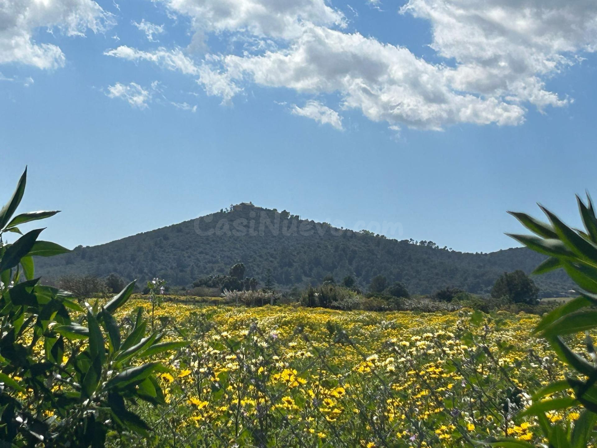 Huerto en venta a las afueras de Porreres