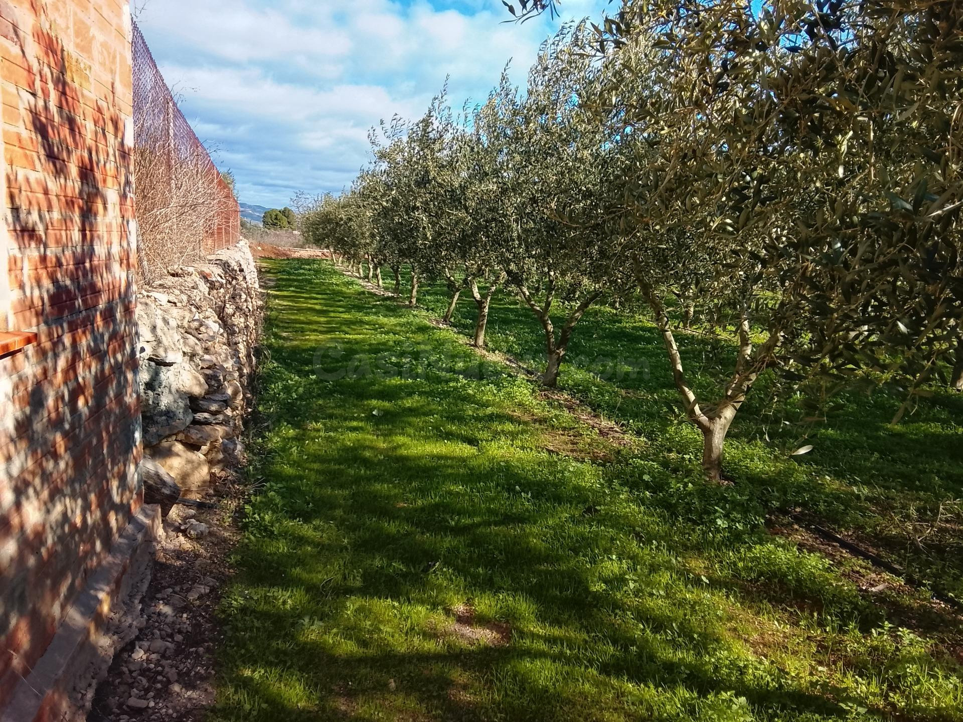 Finca con Caseta y Olivos en Molineres