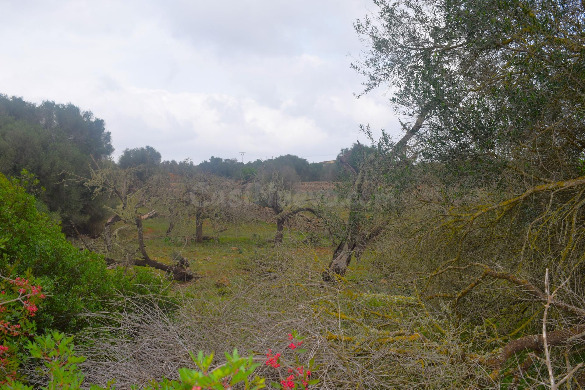Finca rústica con posibilidad de hacer una vivienda en Santa Margarita