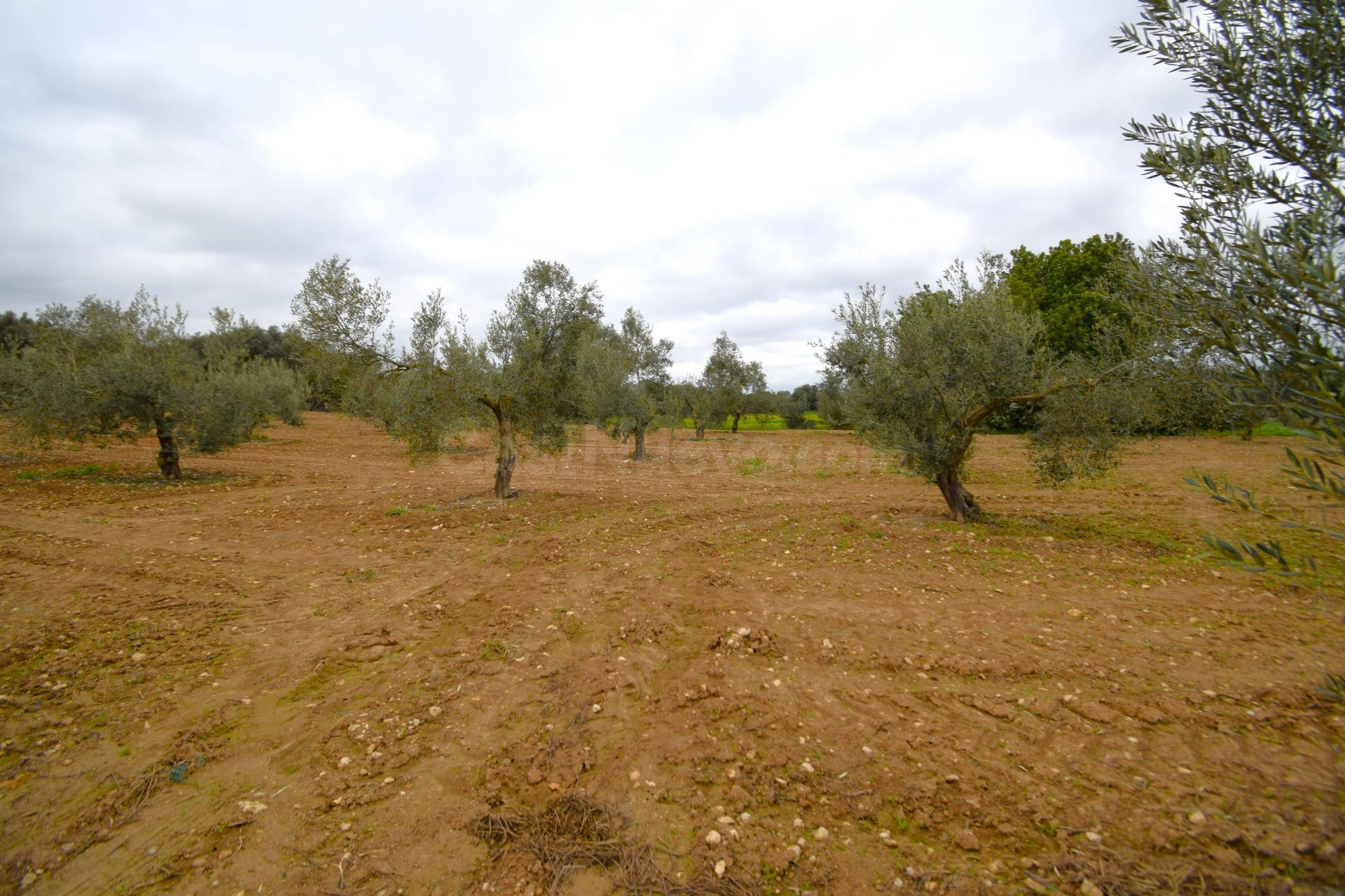 Finca rústica con olivos en Muro