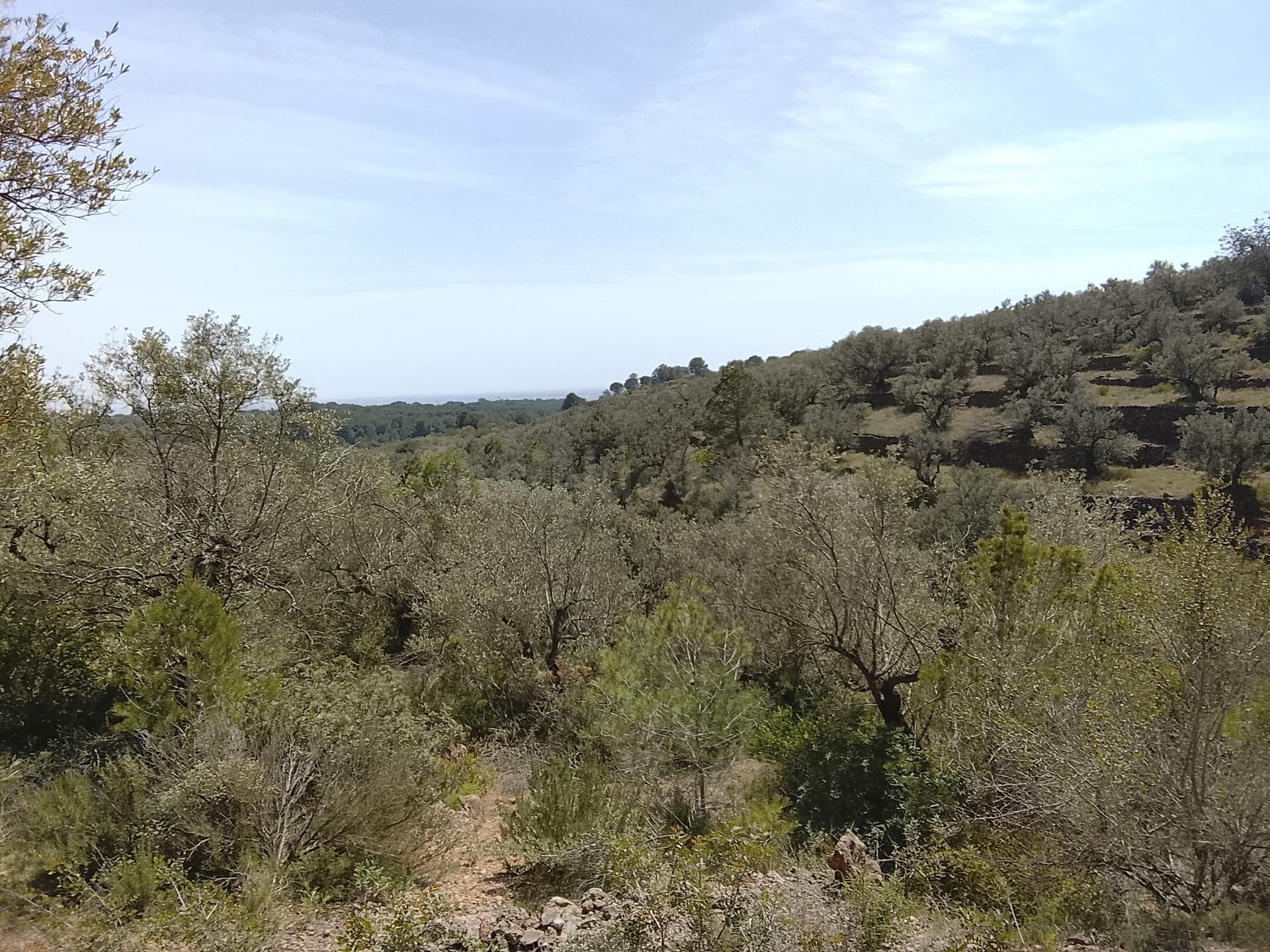 Oportunidad Única: Finca Rústica en L'Aldea por €52,000