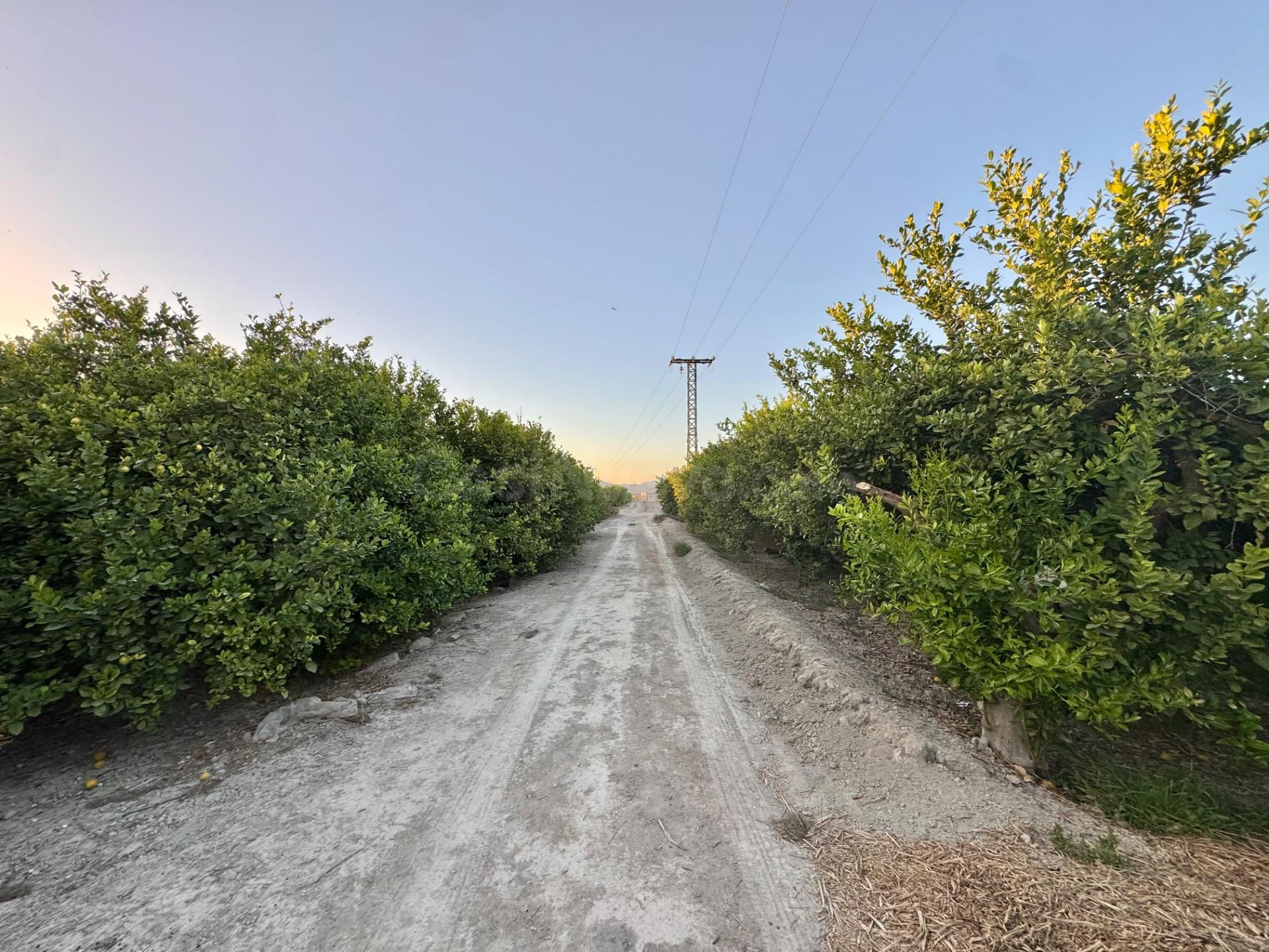 TERRENO RÚSTICO EN VENTA A TAN SOLO 5 MIN DE ORIHUELA CON PLANTACION DE LIMONEROS EN PRODUCCIÓN MUY ECONÓMICA ¡¡VISÍTELA YA!!