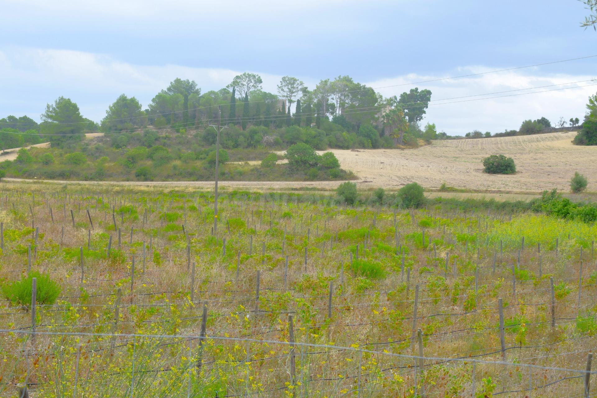 Finca rústica con proyecto básico de vivienda  con piscina en Santa Margalida