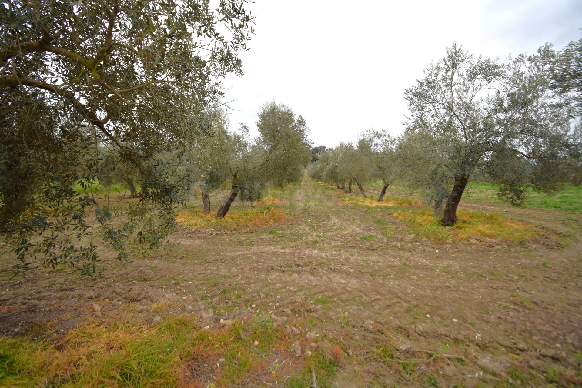 Finca rústica con olivos en Llubi