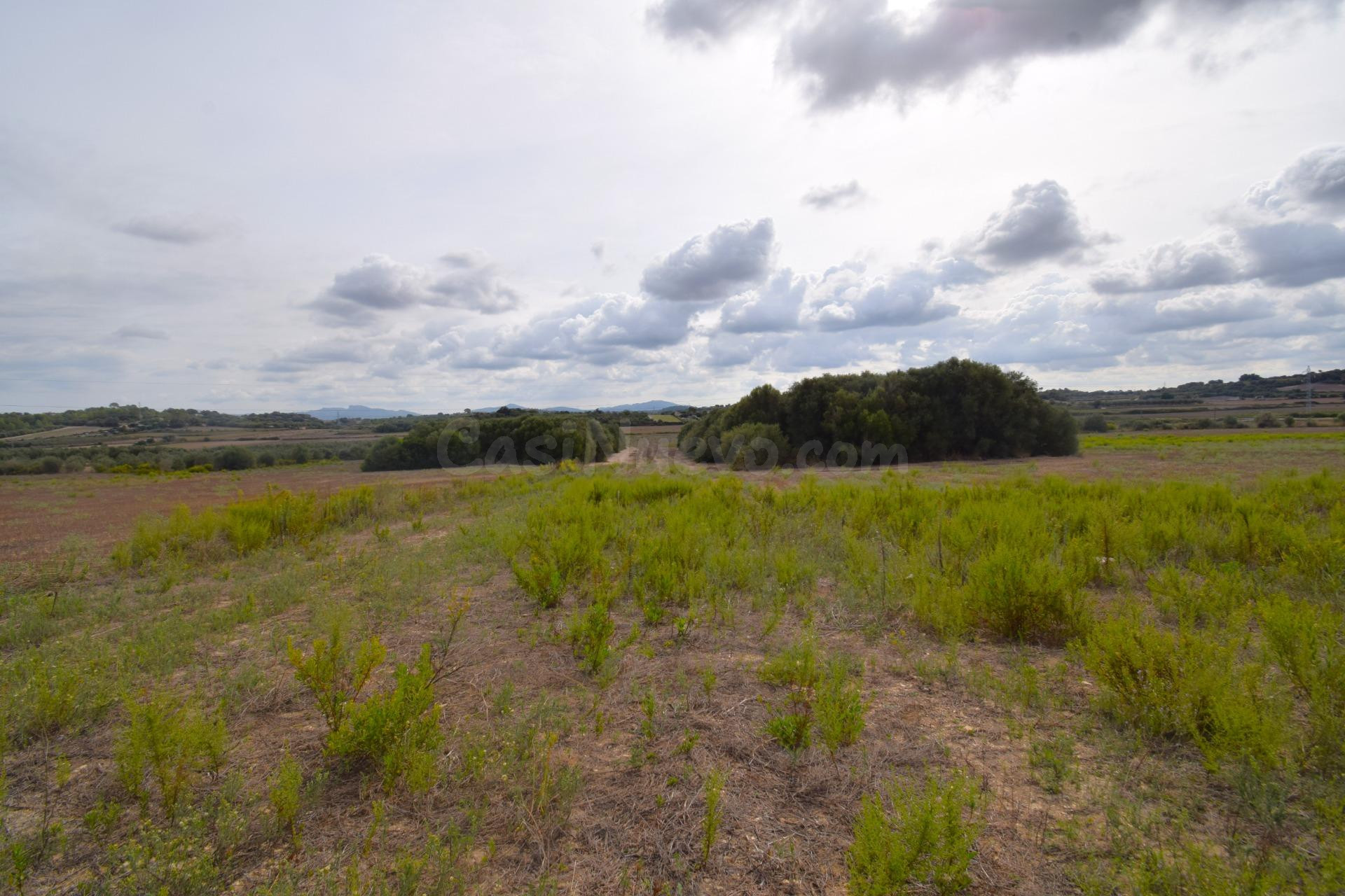 Finca rústica con proyecto básico para la construcción de una vivienda en Muro
