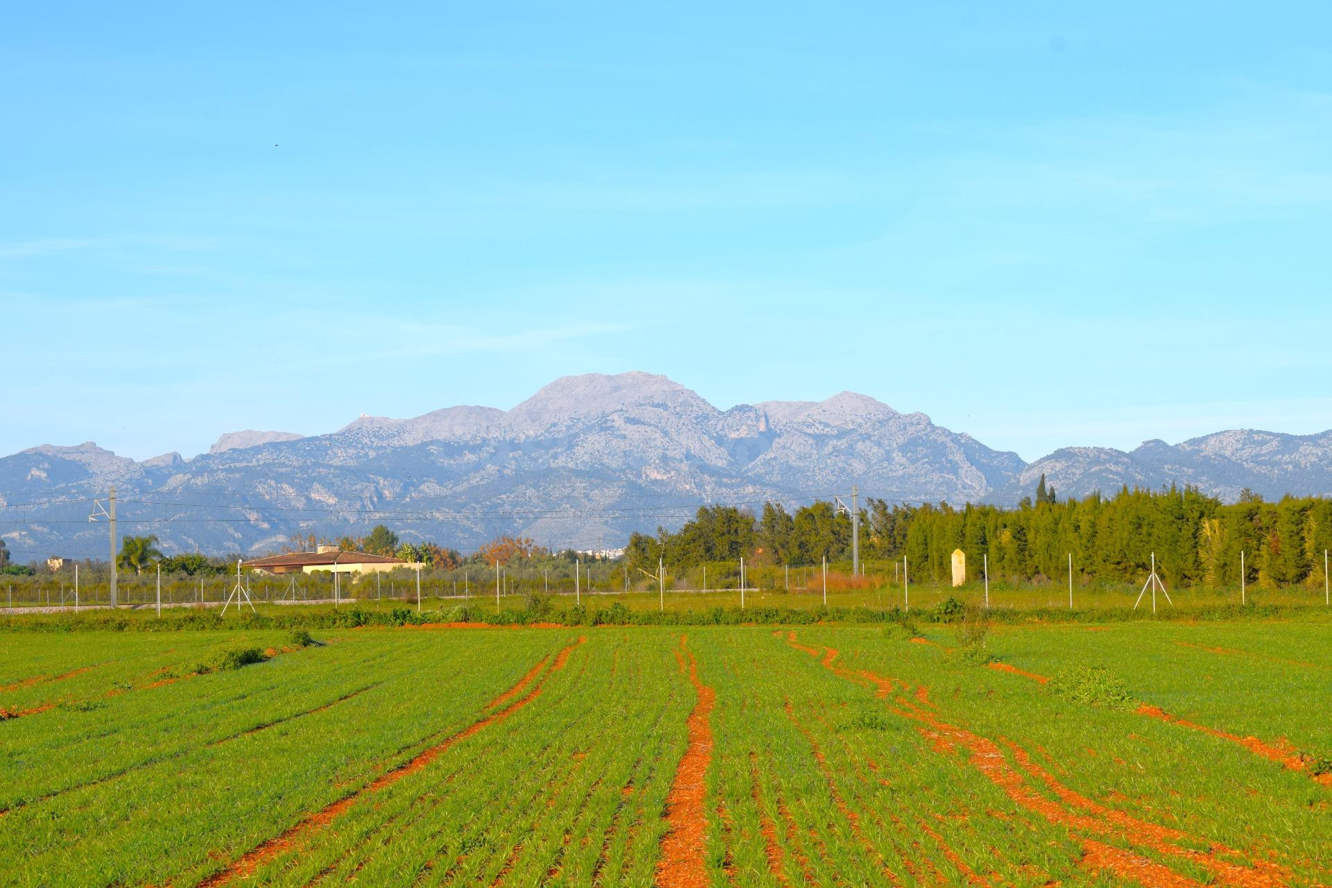 Finca con vistas a la Serra de Tramuntana en Muro