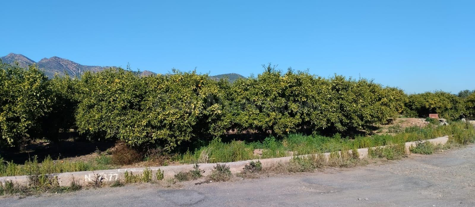 SUELO RUSTICO EN LA VALL D'UIXÓ - foto 3